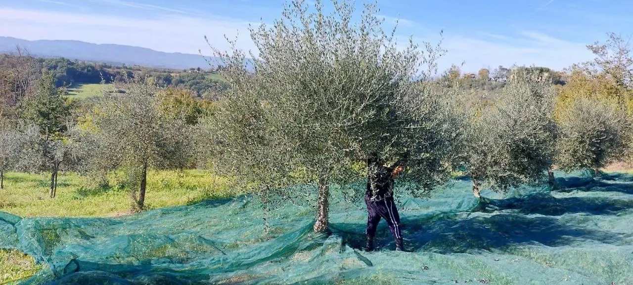 Tenuta I Lecci Terranuova Bracciolini Farm stay